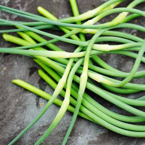 Preserving the Harvest: Garlic Scapes Image